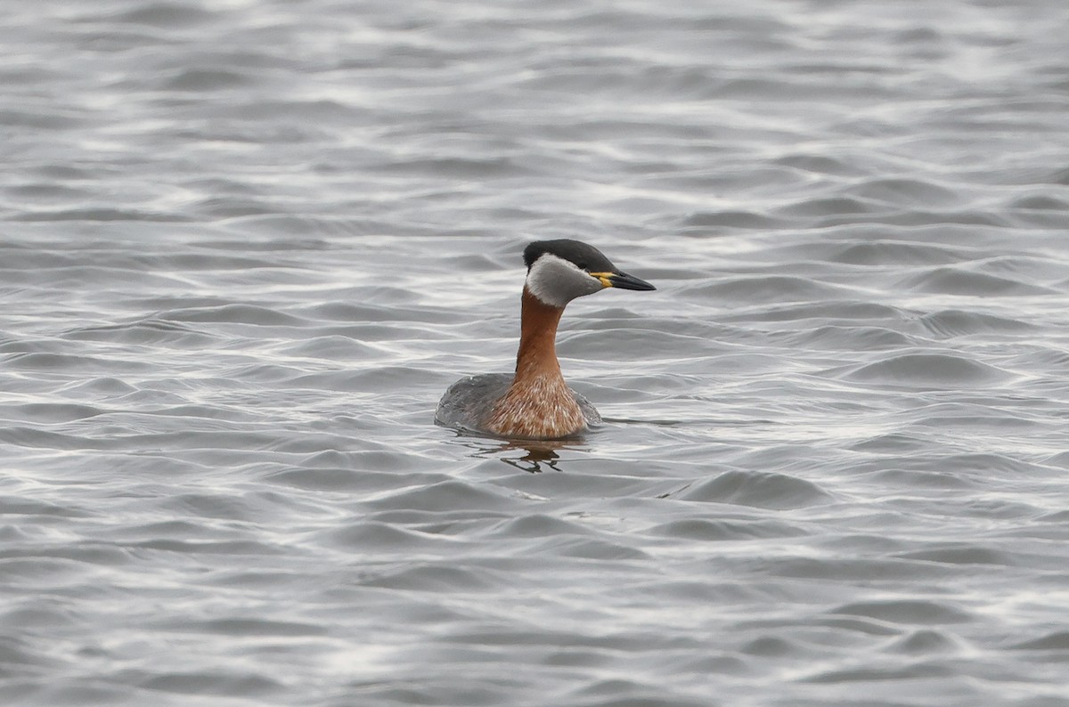 Red-necked Grebe - Mats  Wallin