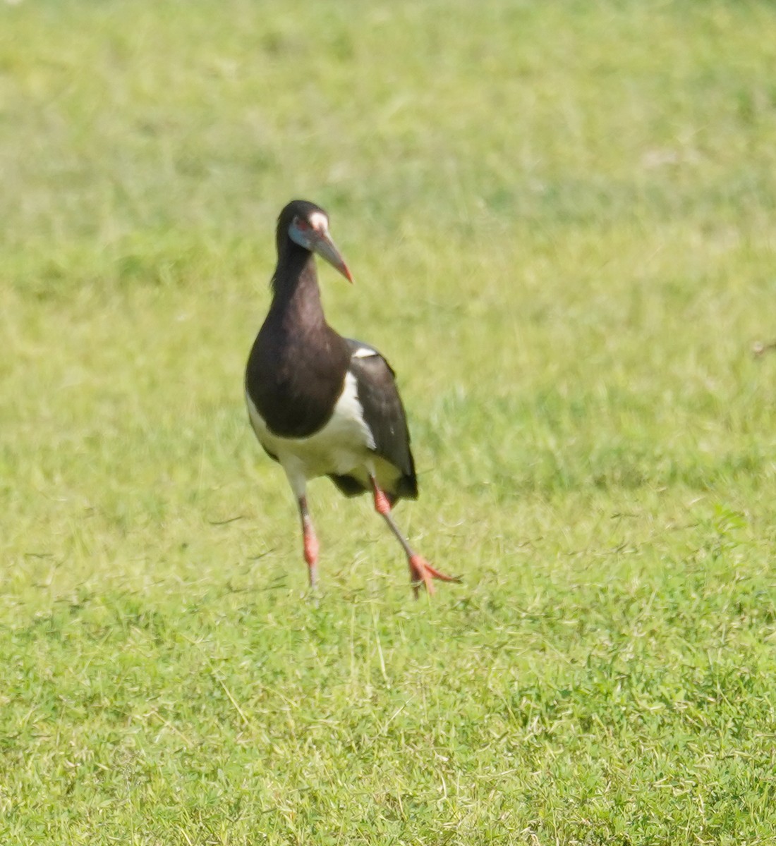 Abdim's Stork - ML615969874