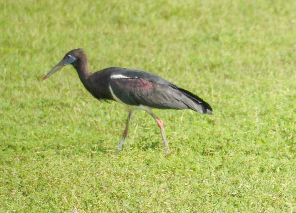 Abdim's Stork - ML615969880