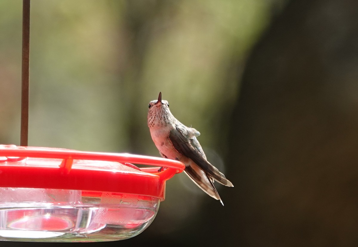 Broad-tailed Hummingbird - Jane Tillman