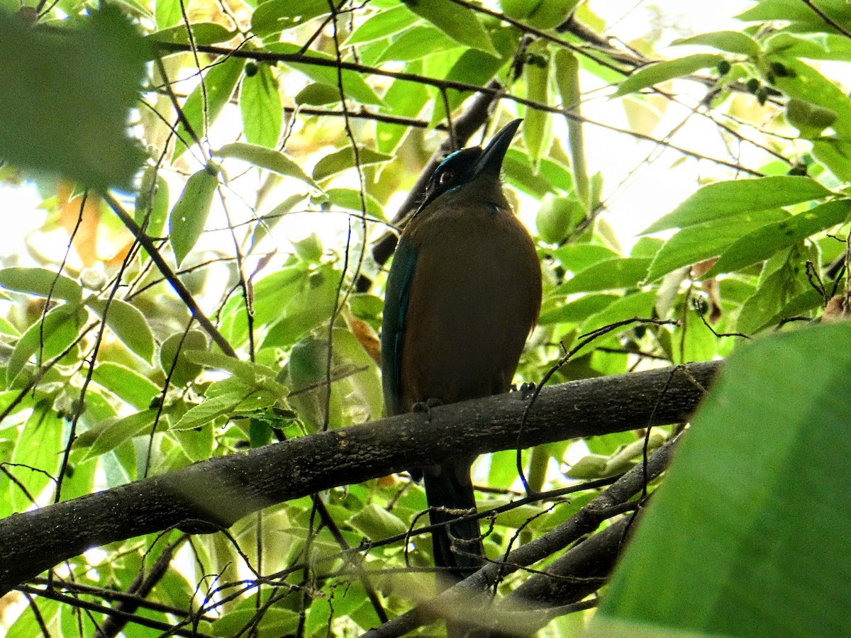 Whooping Motmot - Donna Ferguson