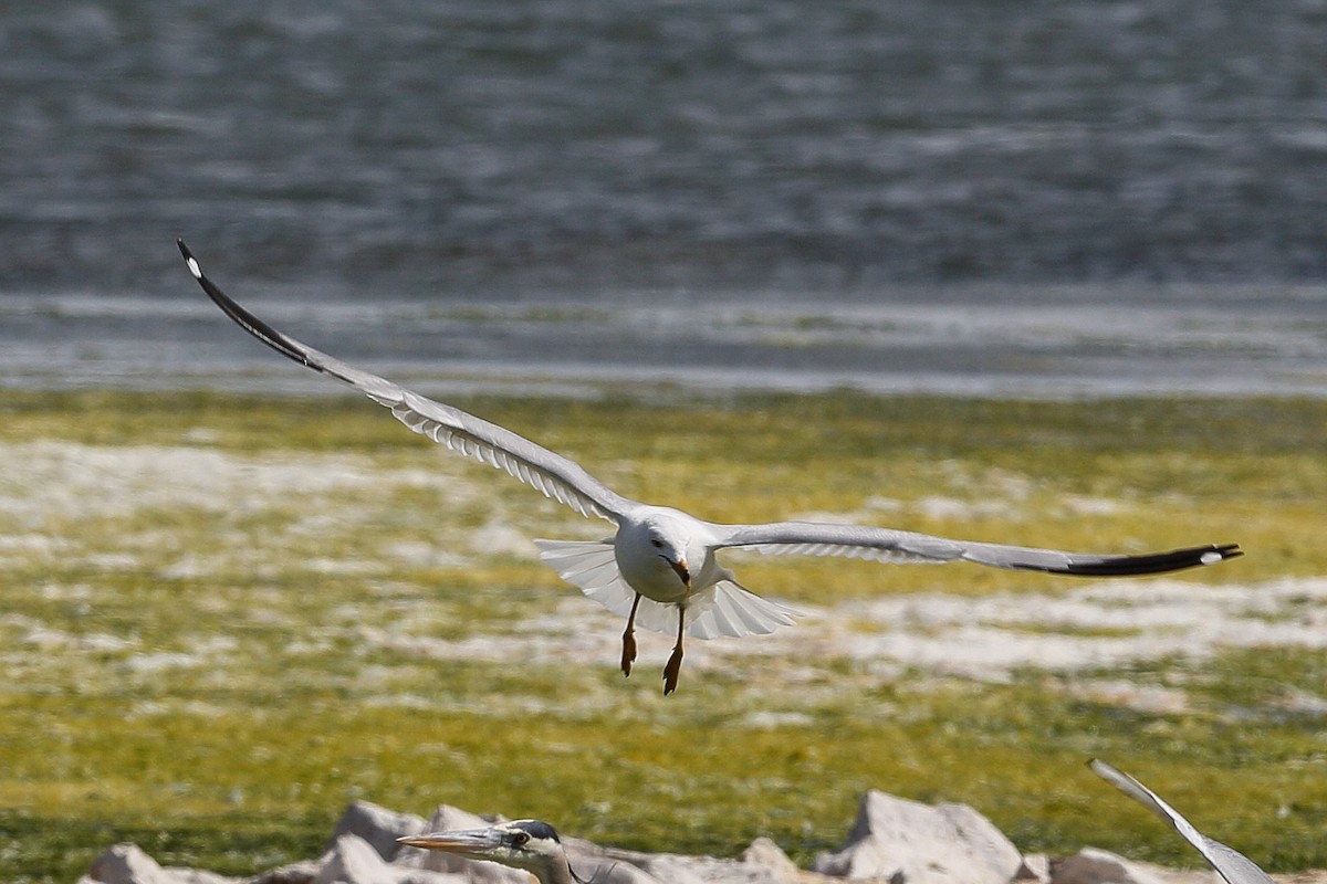 Ring-billed Gull - ML615969994