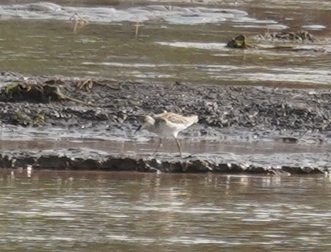 Little Stint - ML615970038