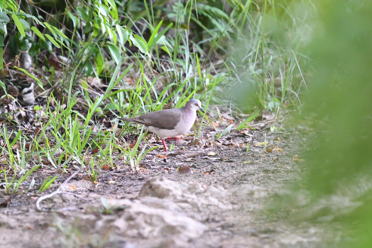 Caribbean Dove - ML615970045