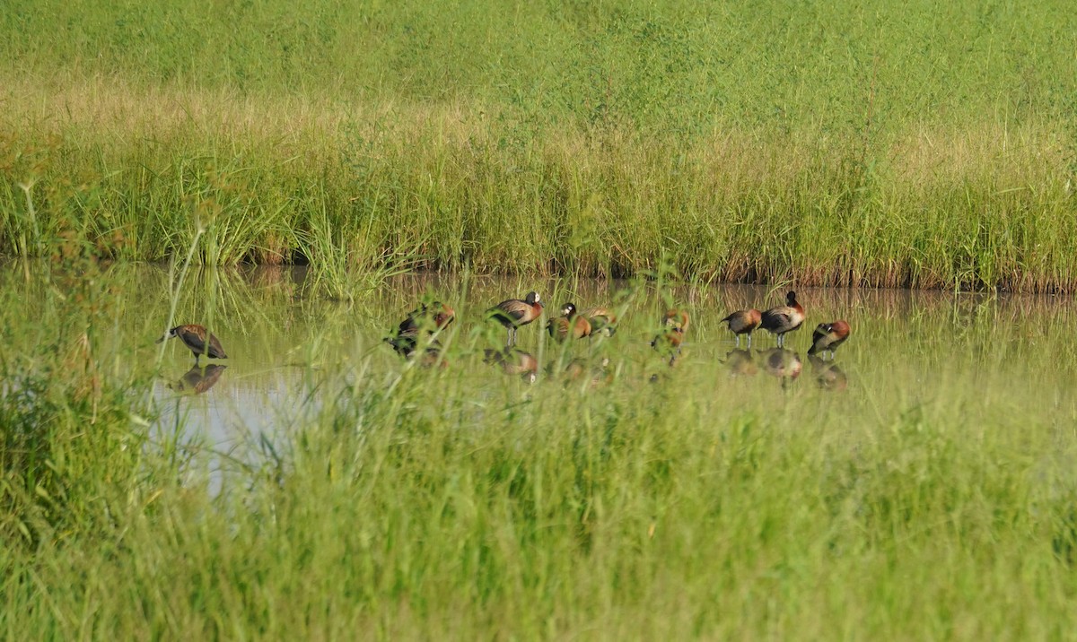 White-faced Whistling-Duck - Kevin Gong