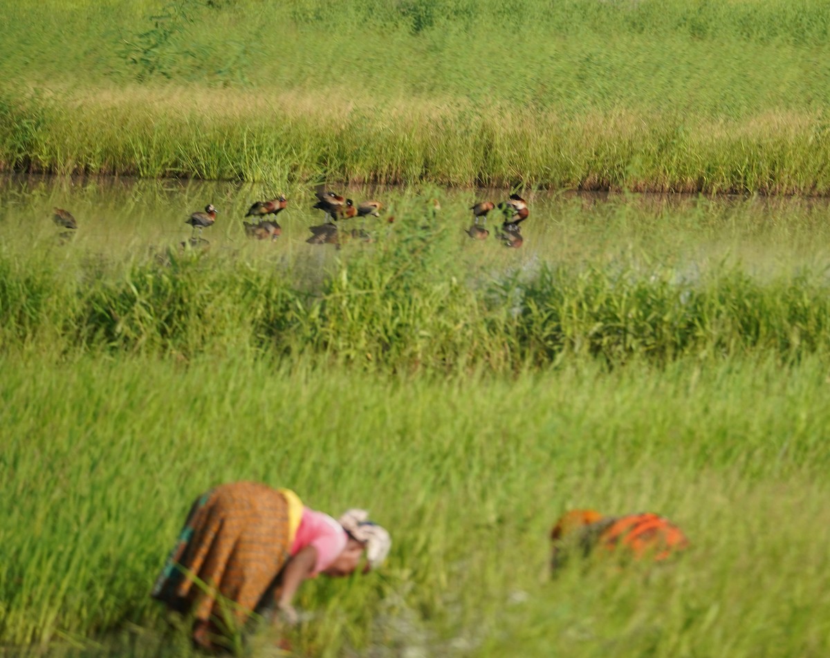 White-faced Whistling-Duck - ML615970057