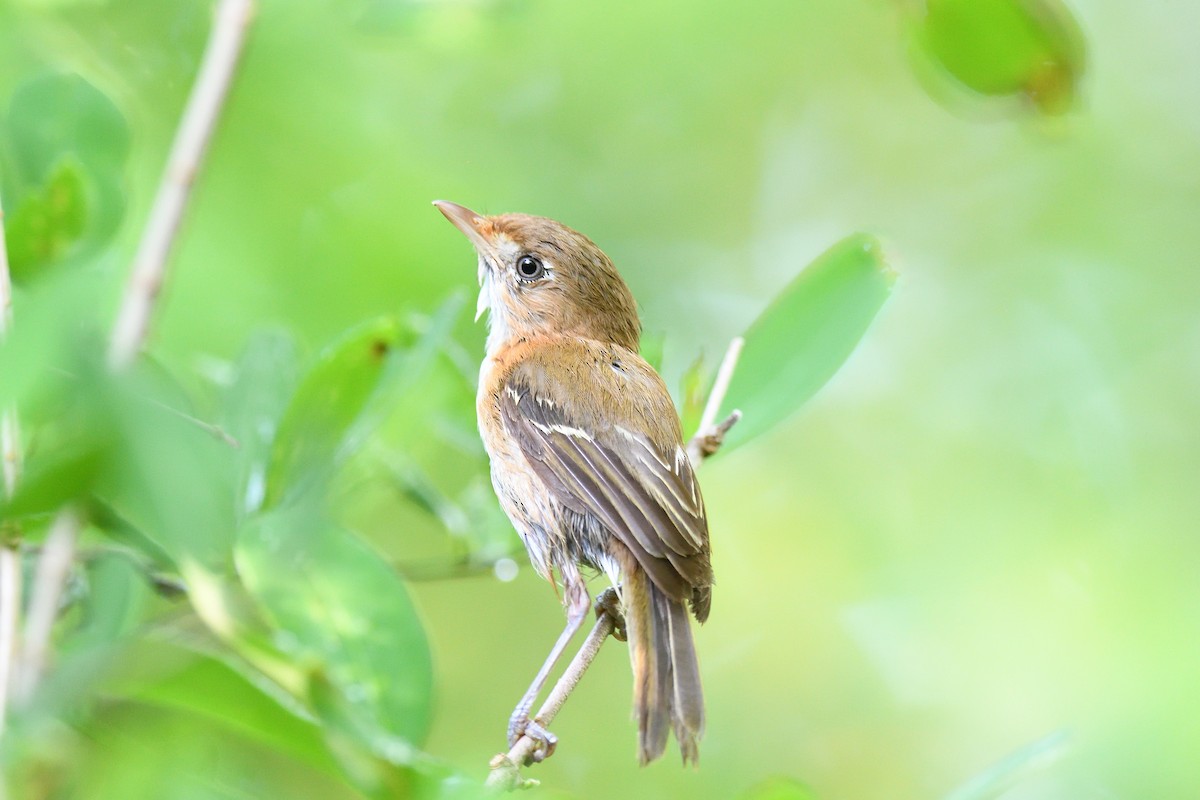 Cozumel Vireo - terence zahner