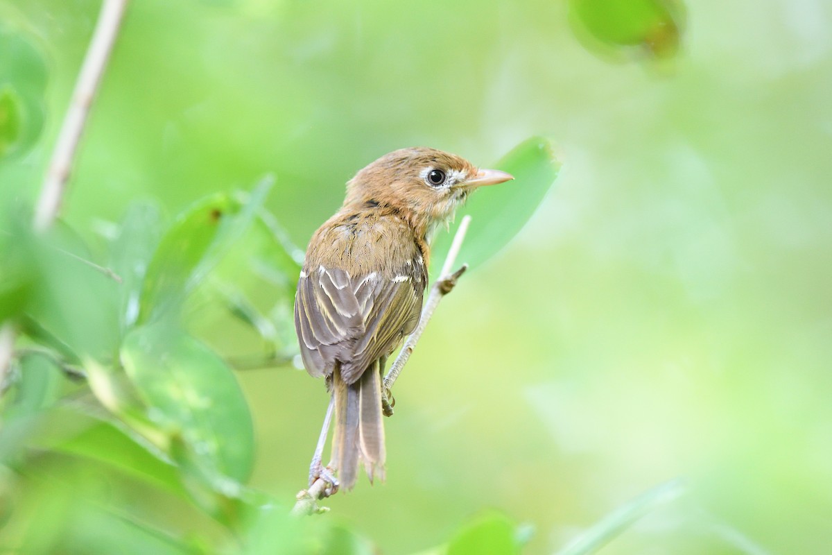 Cozumel Vireo - terence zahner