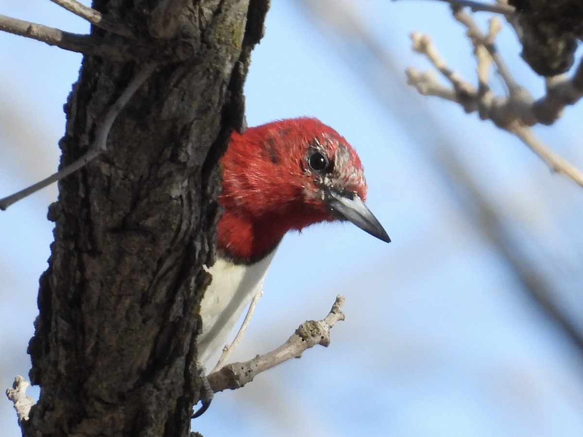 Red-headed Woodpecker - ML615970065