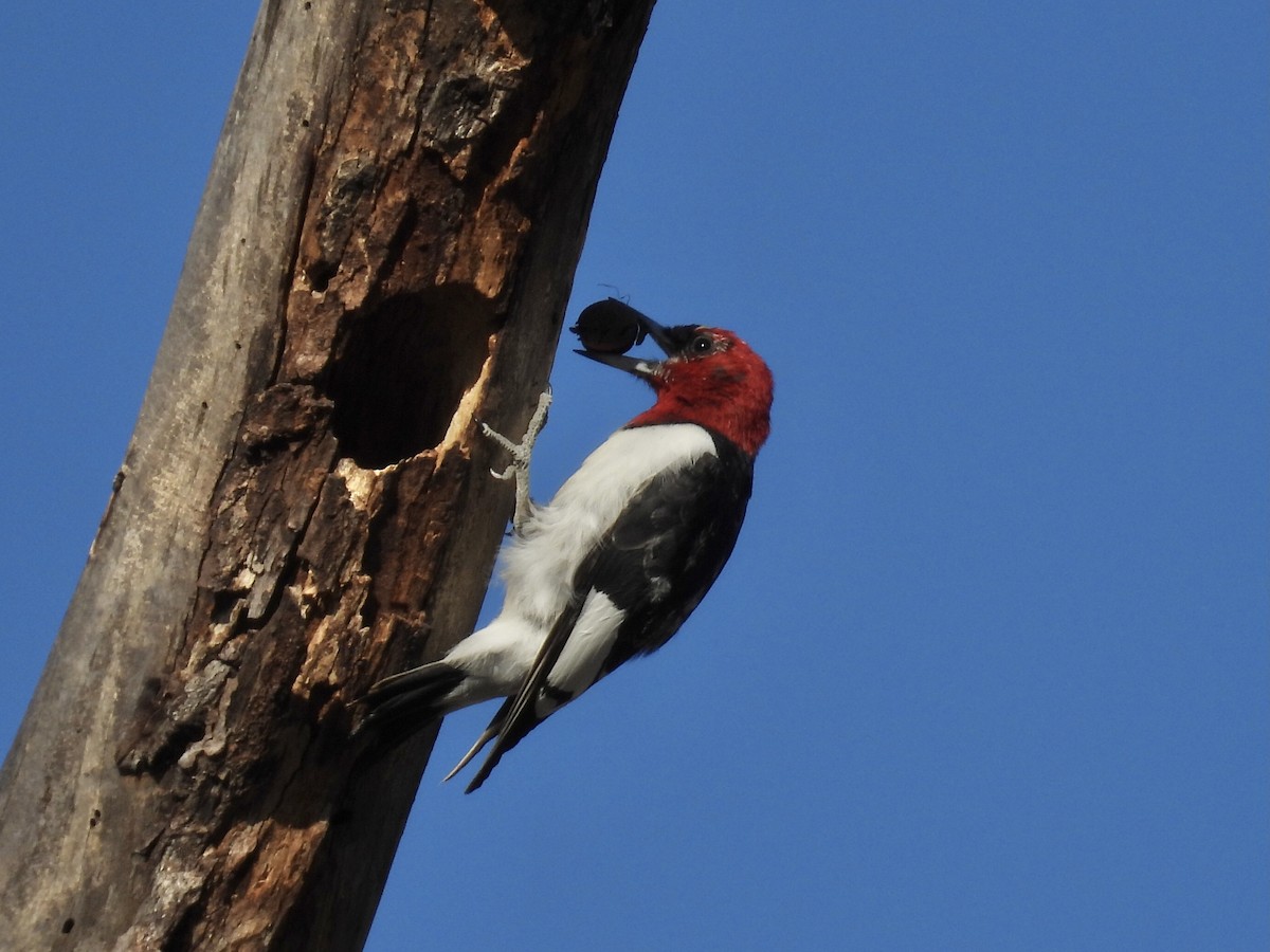 Red-headed Woodpecker - ML615970067