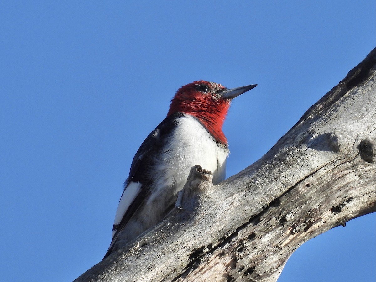 Red-headed Woodpecker - ML615970068