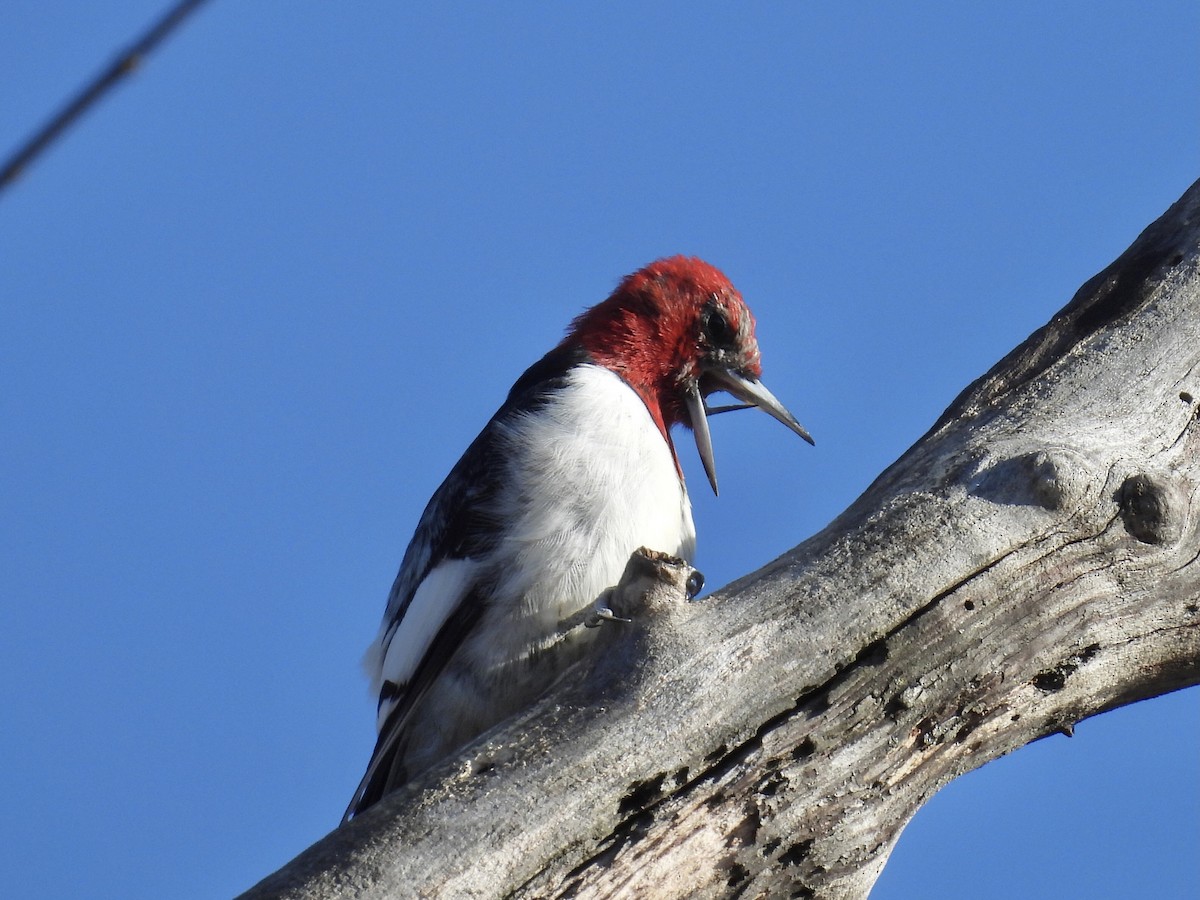 Red-headed Woodpecker - ML615970069