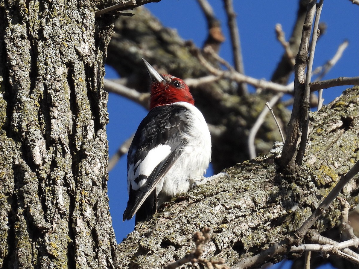 Red-headed Woodpecker - ML615970070