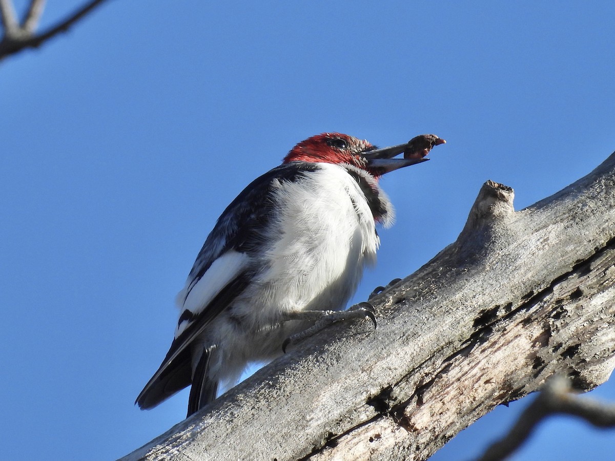 Red-headed Woodpecker - ML615970071