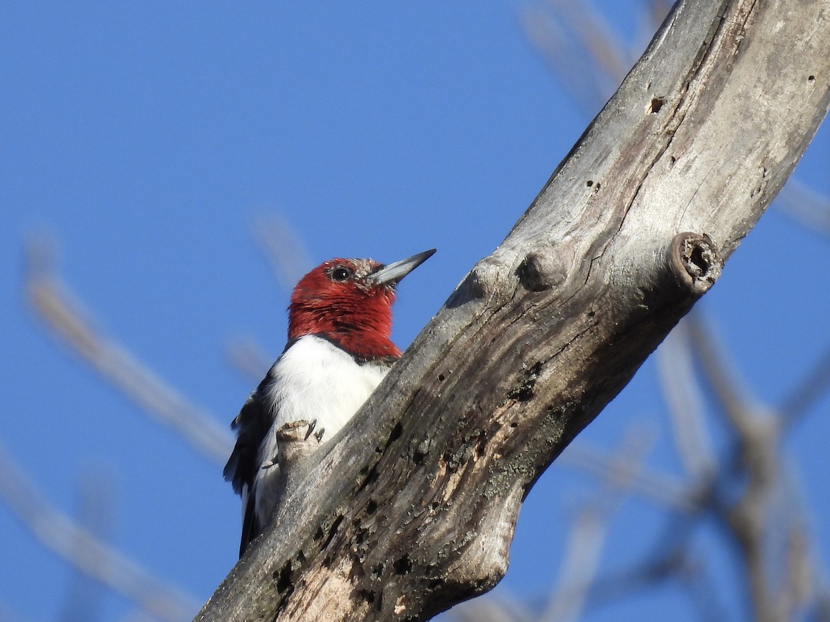 Red-headed Woodpecker - ML615970072