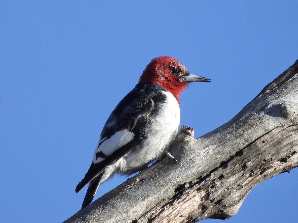 Red-headed Woodpecker - ML615970073