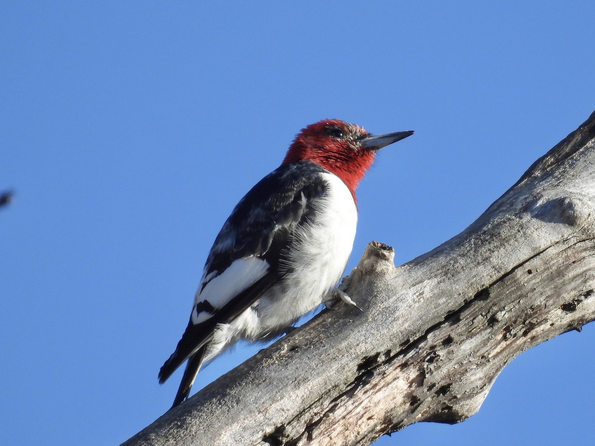 Red-headed Woodpecker - Jae Flaherty