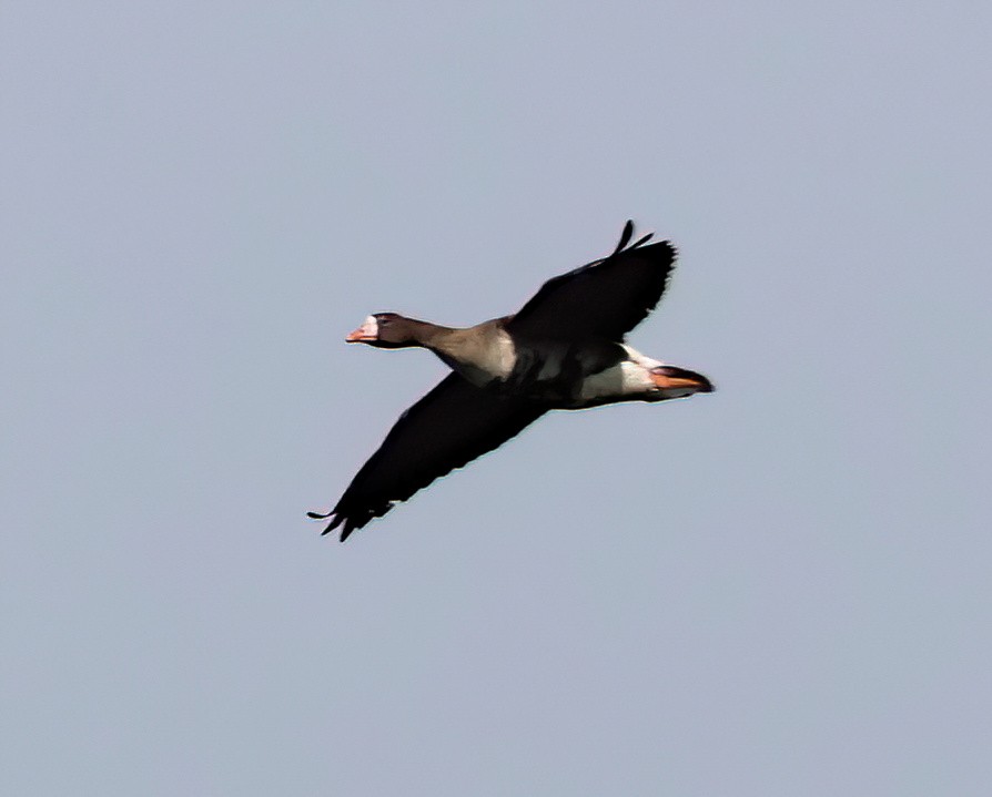 Greater White-fronted Goose - ML615970109