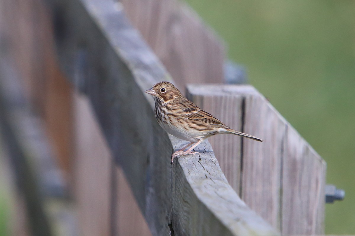 Vesper Sparrow - Yiming Qiu