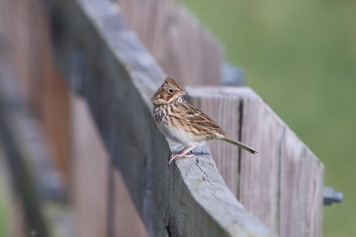 Vesper Sparrow - Yiming Qiu