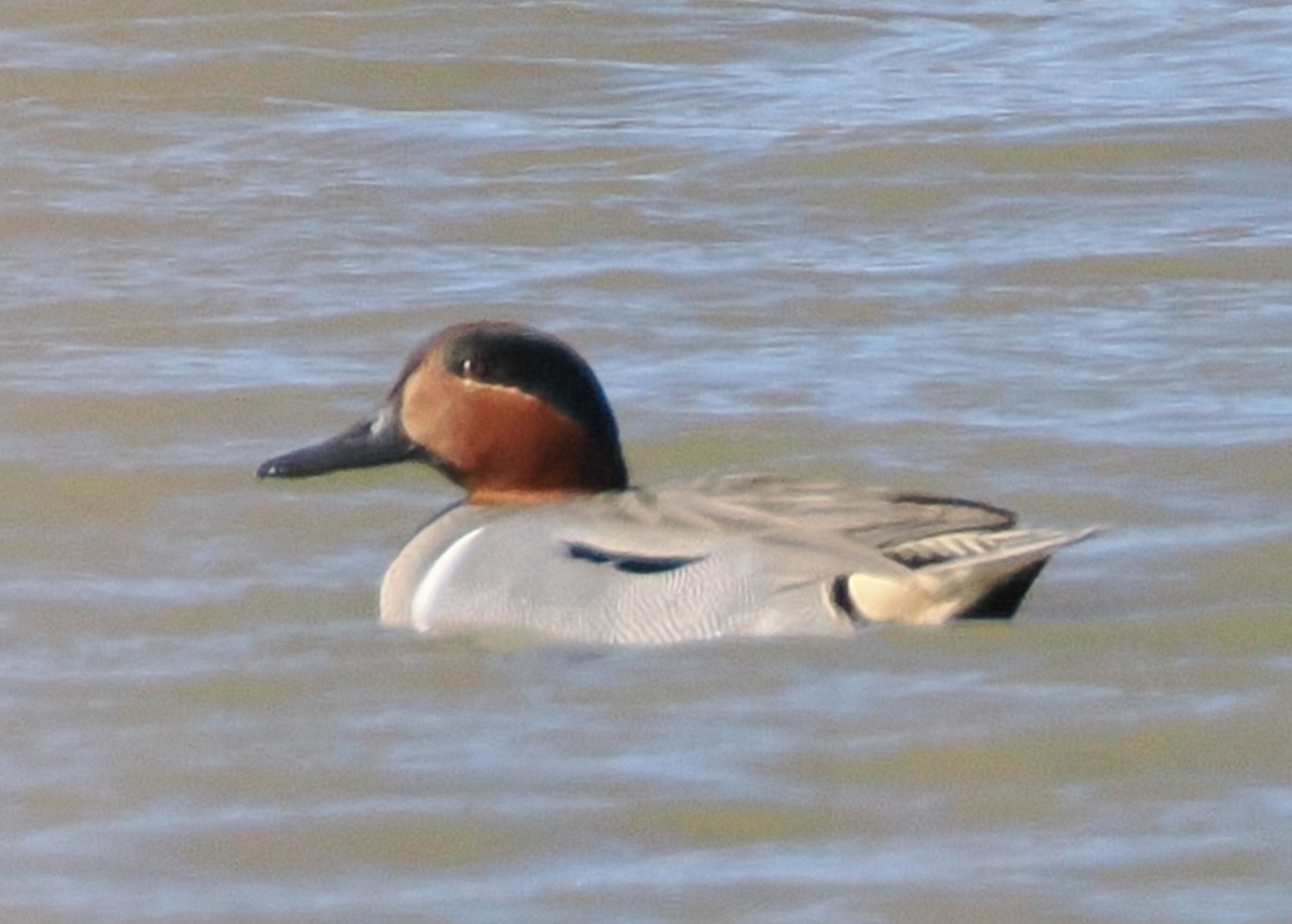 Green-winged Teal - ML615970194