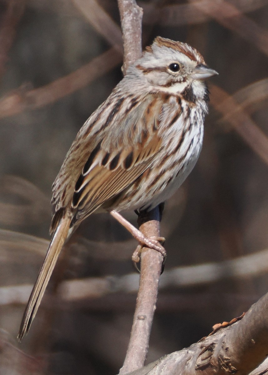 Song Sparrow - ML615970212