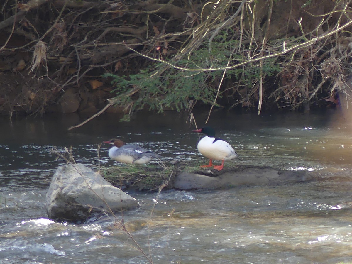 Common Merganser - ML615970216