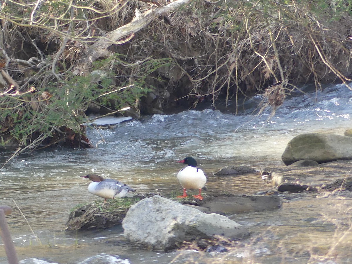 Common Merganser - ML615970217