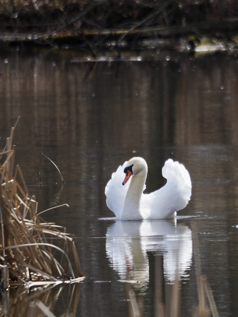 Mute Swan - ML615970219