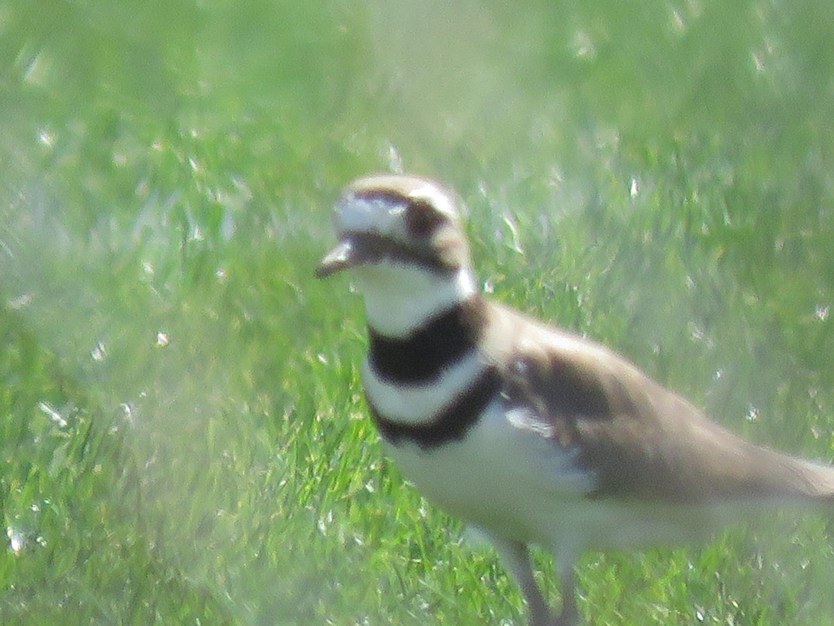 Killdeer - ML615970292