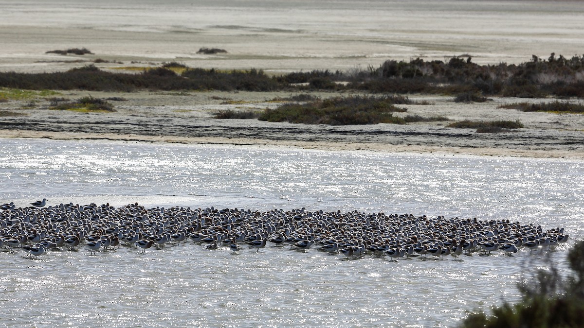 Avoceta Americana - ML615970315