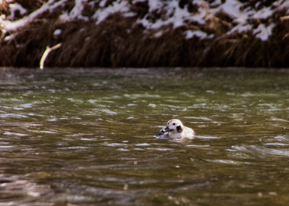 Moretta codona - ML615970318