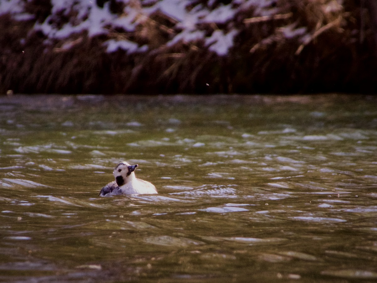 Moretta codona - ML615970319