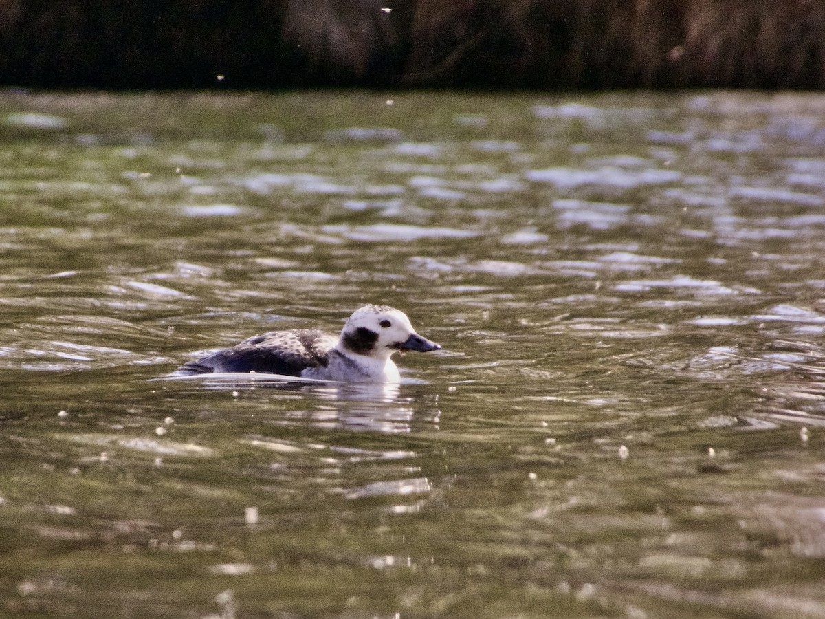 Moretta codona - ML615970320