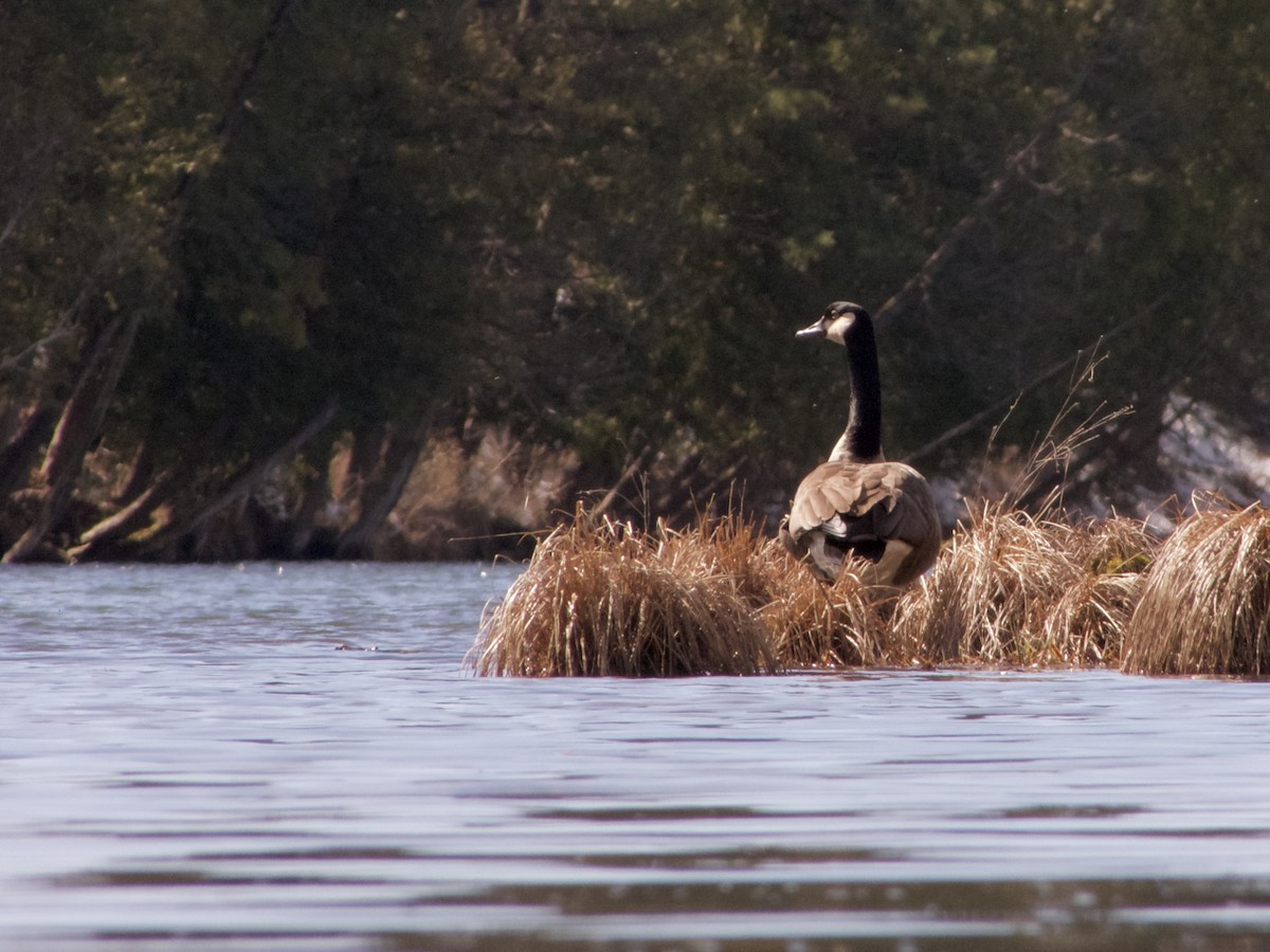 Oca canadese maggiore - ML615970339