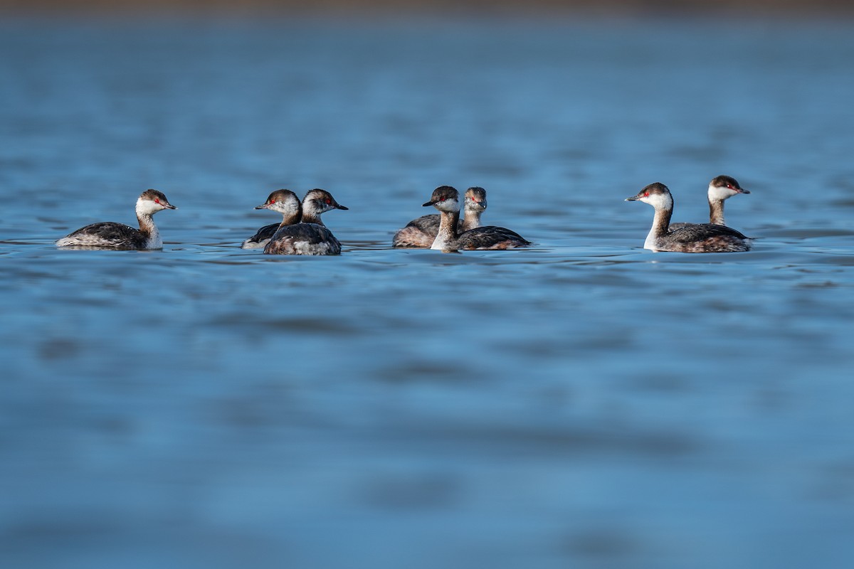 Horned Grebe - Ian Campbell