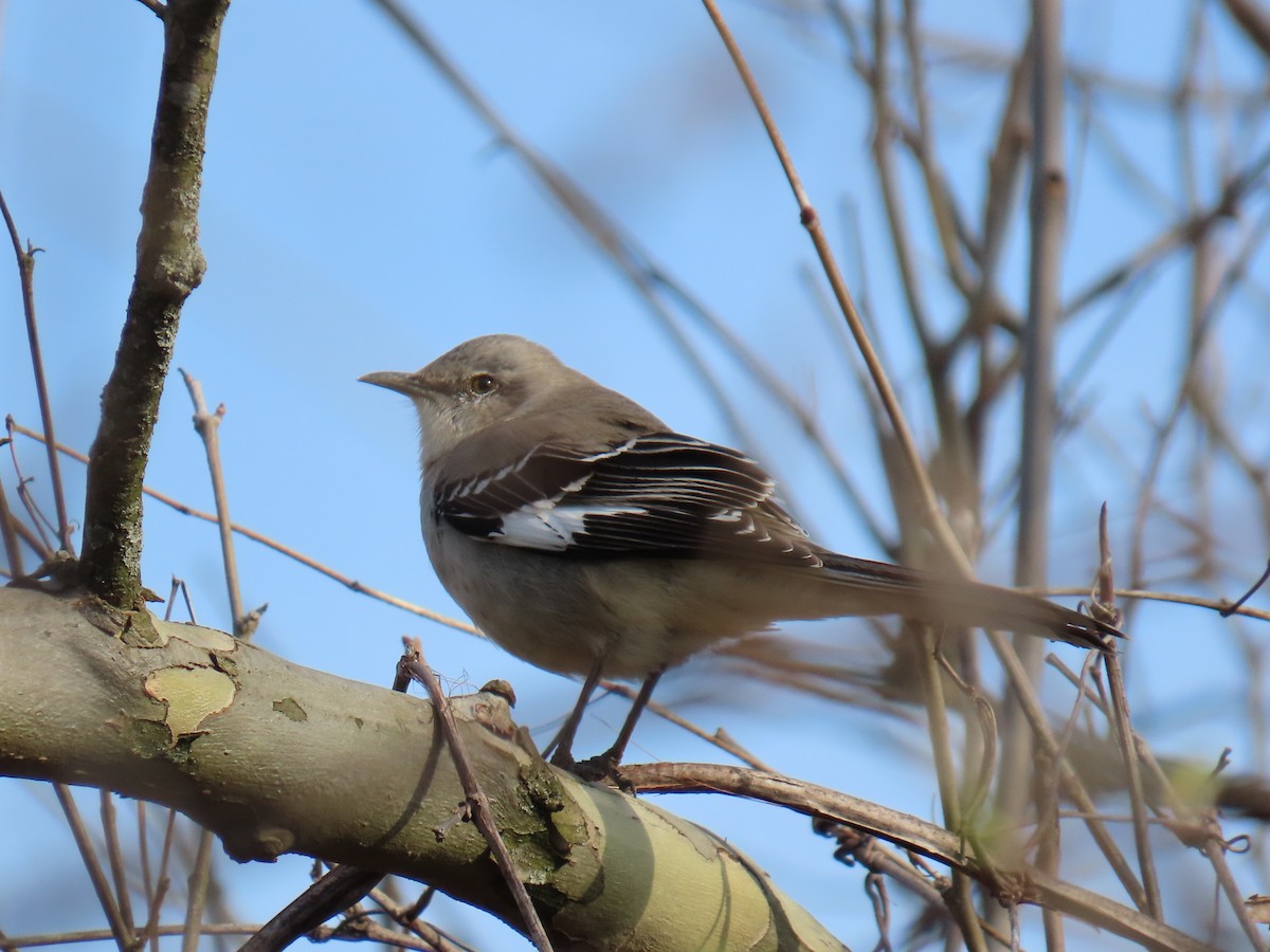 Northern Mockingbird - ML615970360