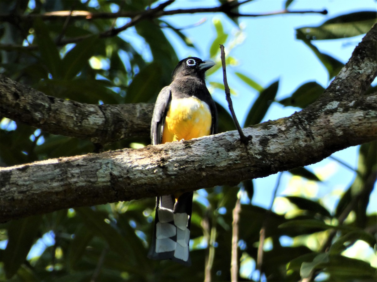 Trogon à tête noire - ML615970426