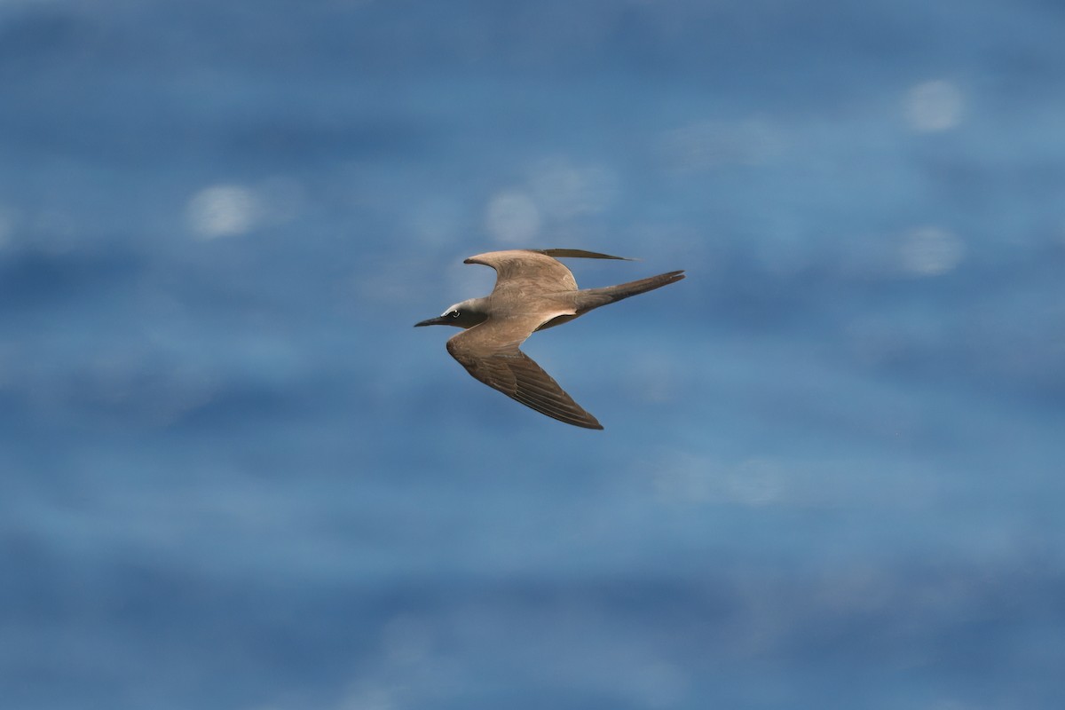 Black Noddy - ML615970456