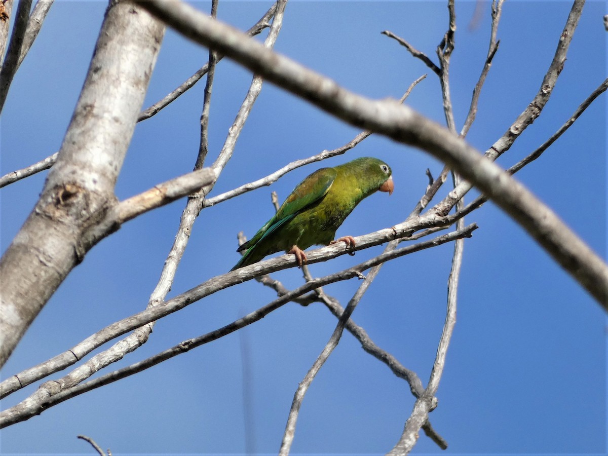 Orange-chinned Parakeet - ML615970463