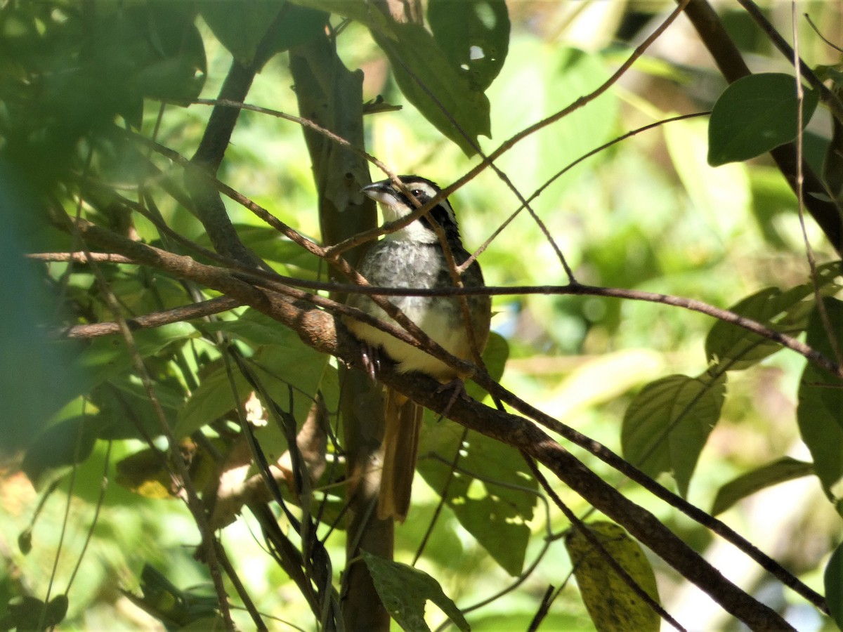 Stripe-headed Sparrow - ML615970495