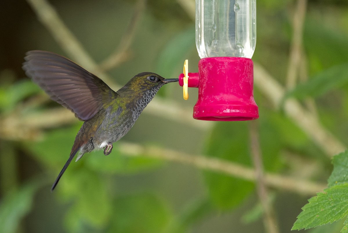 Hoary Puffleg - Dianne Kovach