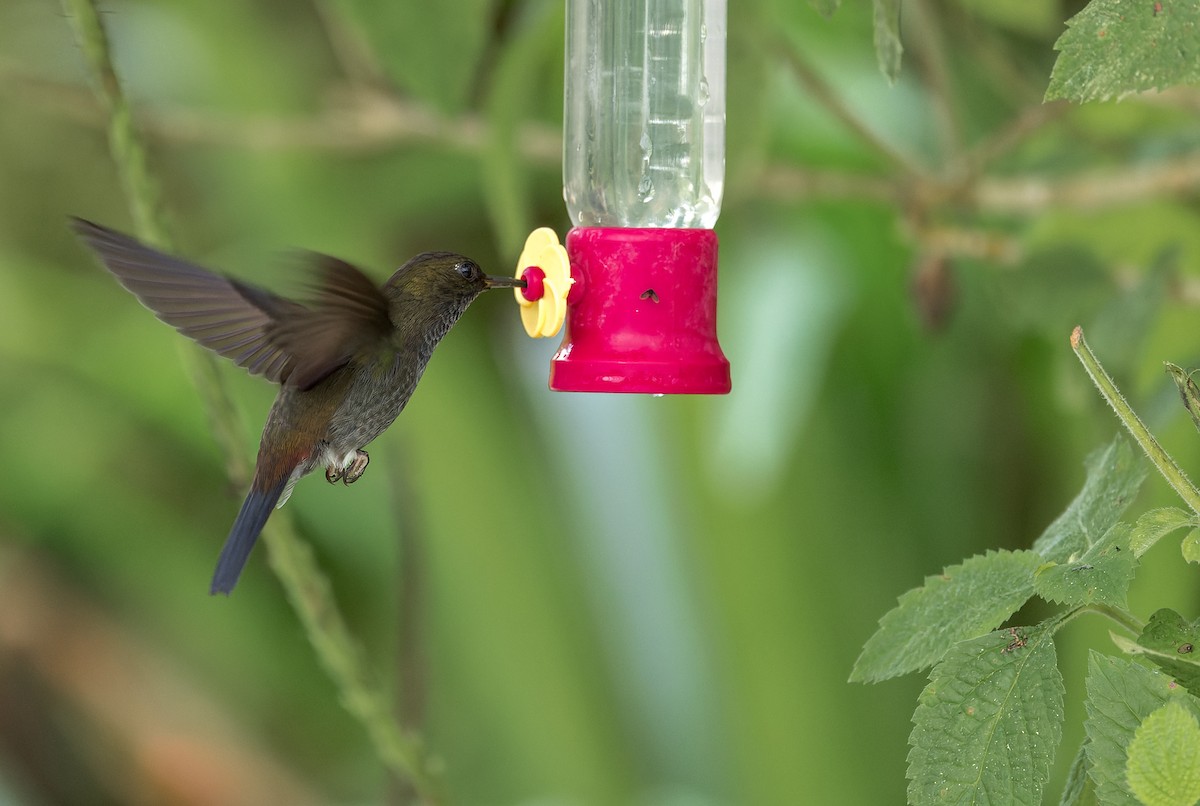 Hoary Puffleg - Dianne Kovach