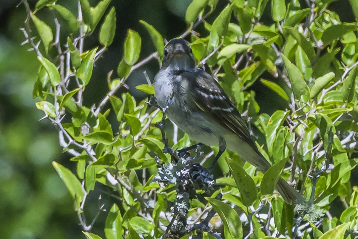 Olivaceous Elaenia - Amed Hernández