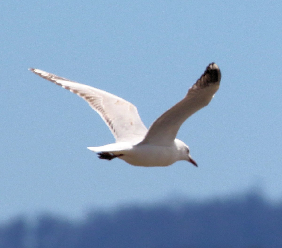 Mouette argentée (novaehollandiae/forsteri) - ML615970567