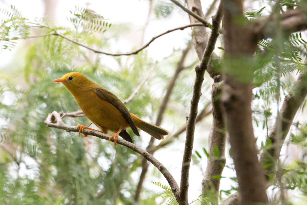 Golden White-eye - ML615970600