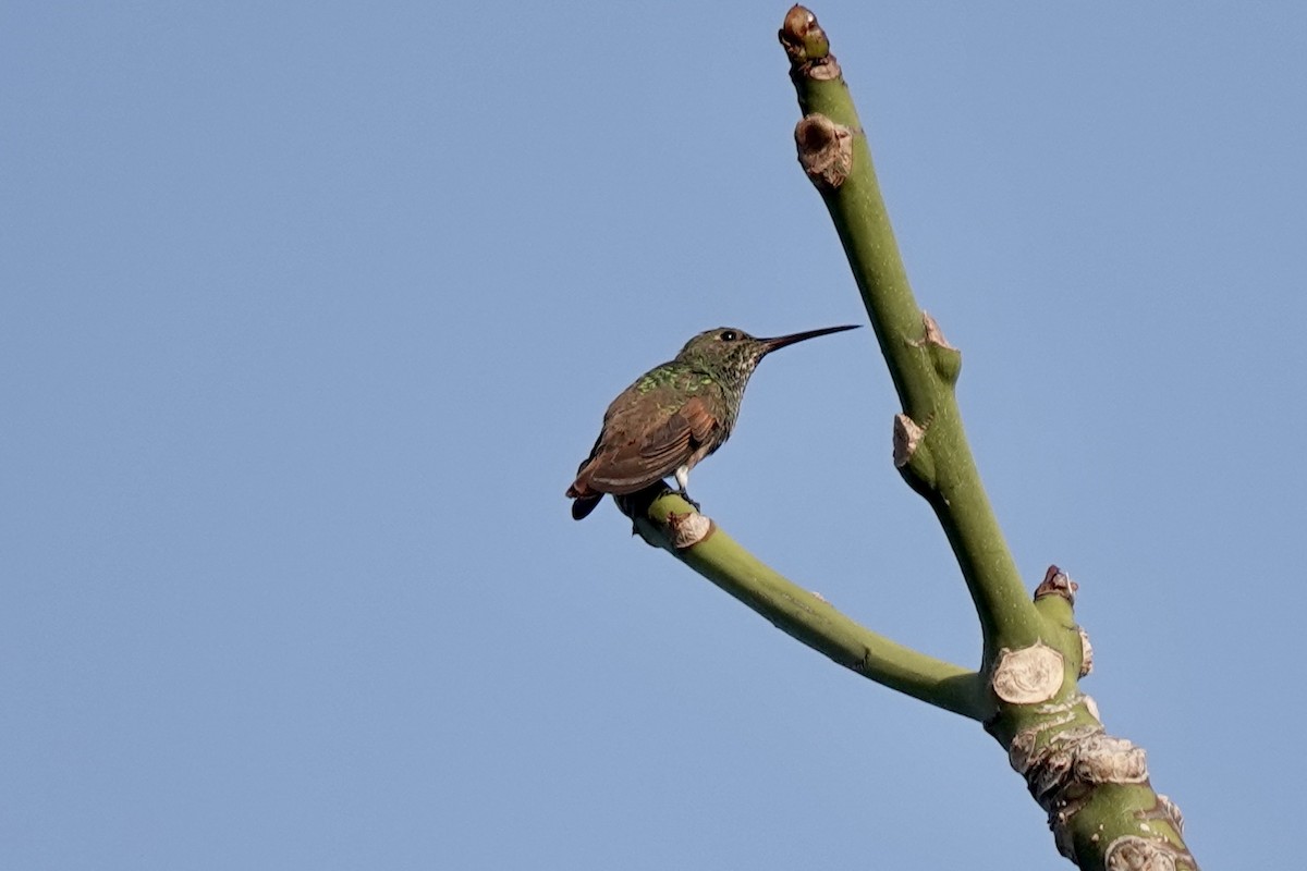 Berylline Hummingbird - ML615970621