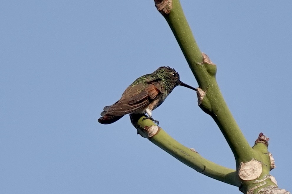 Berylline Hummingbird - ML615970622