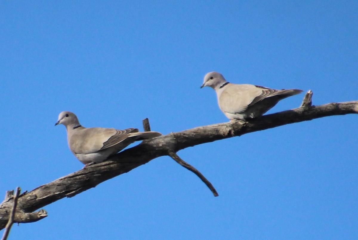 Eurasian Collared-Dove - ML615970650