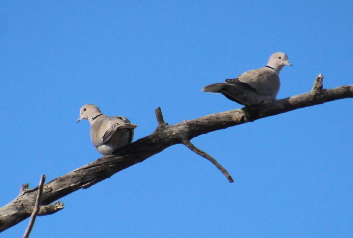 Eurasian Collared-Dove - ML615970658